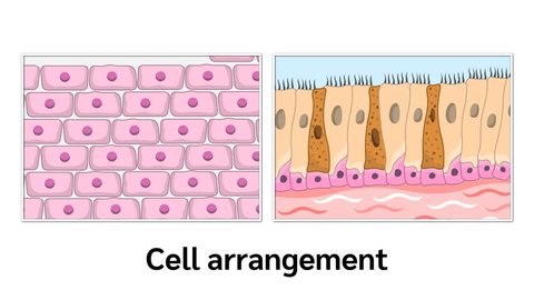 Types of cells and cell arrangement Video stock