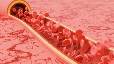 Red blood cells flowing in a cross section of an artery above a capillary bed. 3d animation Stock video