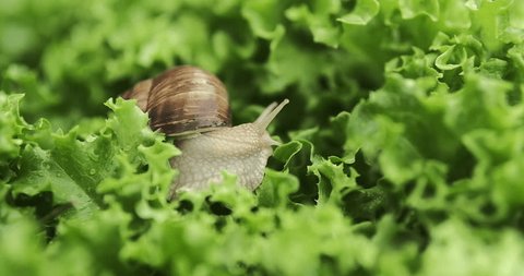 Close up shot of a snail crawling on the lettuce leaves, eating them. 4k, slow motionの動画素材