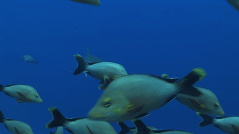 grey reef shark approaches from the blue - Βίντεο στοκ