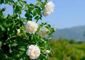 Чем знаменита казанлыкская роза?