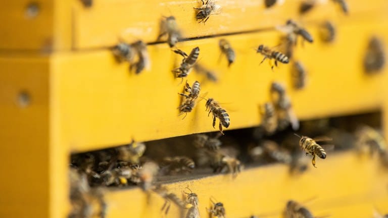 Bienen fliegen in einen Bienenstock an einem Waldrand bei Rottweil, Baden-Württemberg.