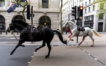 Two horses, one black one white, galloping through central London, one with a blood-stained chest