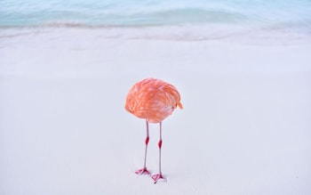 'Flamingone' - taken by photographer Miles Astray