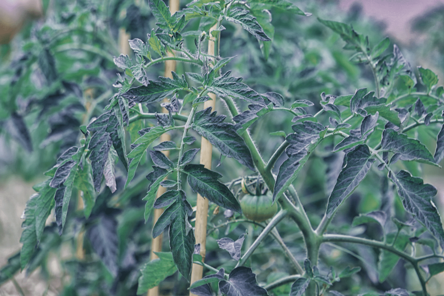 Why Did My Tomato Leaves Turn Purple – How to Fix(6 Reasons)  