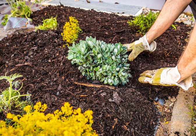 Person landscaping in their garden with mulch