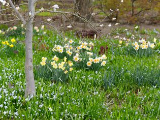 White and yellow daffodils growing underneath bare tree