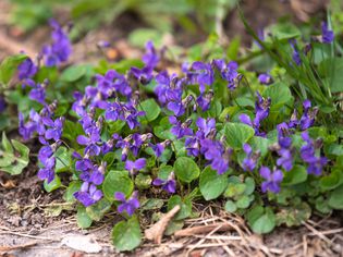 Purple wild violet flowers and weed leaves in lawn