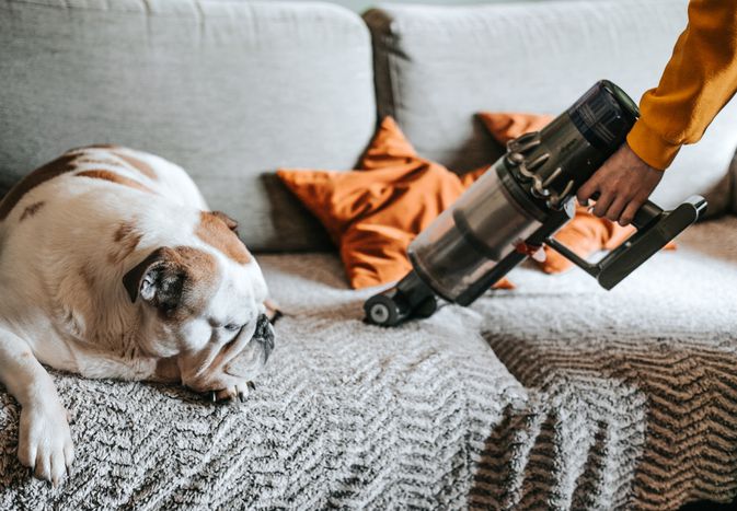 Bulldog sleeping on a couch while a person vacuums.