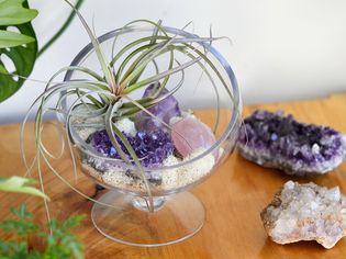 Airplant resting in clear bowl surrounded by crystals on wooden surface