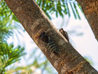 Cicadas on tree