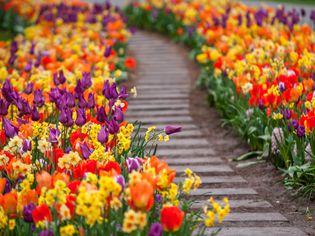 Colorful flowers lining block pathway in garden landscape