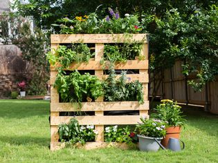 Planter made of pallet boxes mixed with different greens and flowers in backyard