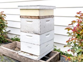 Langstroth beehive with white stacked boxes between outdoor bushes