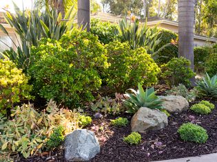 Budget landscape with different plants arranged with large rocks
