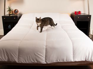 Cat on bed covered in Utopia Bedding Comforter Duvet Insert