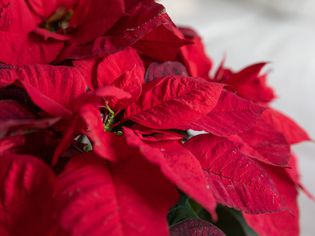 red poinsettia bracts