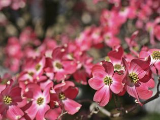 Flowering dogwood tree with red flowers.