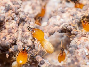 Closeup of termite pests.