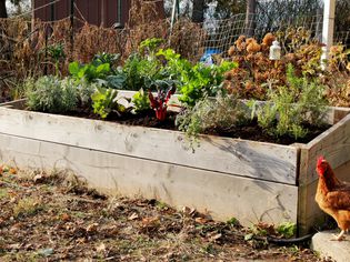 Raised garden bed with vegetables and herbs with chicken in front