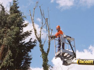 Trimming Tree Branches from Bucket