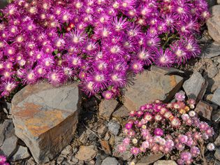 Cooper's hardy ice desert plant with magenta frilly petals surrounded by rocks