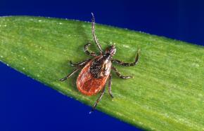Tick season is starting across the U.S., and experts are warning the bloodsuckers may be as plentiful as ever. 