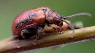 The handsome hawthorn leaf beetle is specific to our May trees