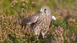 The common kestrel is becoming decidedly less so in Scotland, according to figures