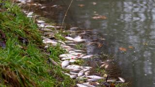 The increase in fish deaths was a “clear indicator of the deteriorating health of our waterways”, the head of campaigns at the Angling Trust said