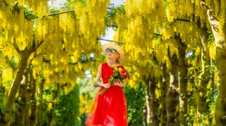 Scarlet, nine, admires the blooming laburnum, often called the golden chain tree, at Temple Newsam Park, Leeds