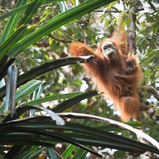 There are only about 800 Tapanuli orangutans in the wild and their habitat is under threat of destruction