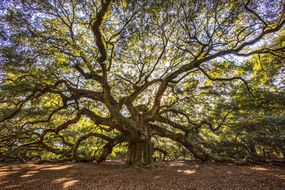 Large Angel Oak backed by sunlight on Johns Island near Charleston, South Carolina