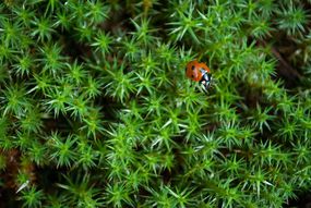 star moss with ladybug