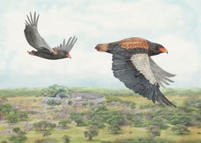 Bateleur Eagle, Terathopius ecaudatus, Zimbabwe