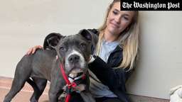 „Guter Hund, kaputtes Haus“: Namenloser Welpe mit herzzerreißender Nachricht wird adoptiert 