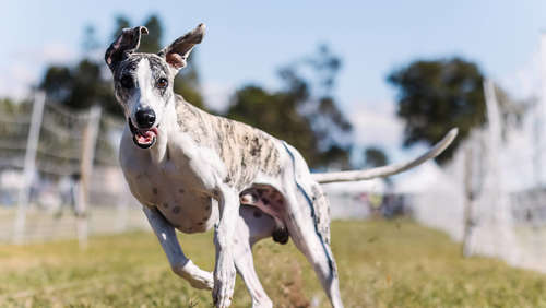 Schnelle Bellos: die elf flinksten Hunderassen der Welt