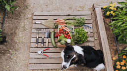 Spargel, Brokkoli, Spinat – Ernährungsberaterin verrät drei Lieblingsrezepte für Hunde zum Selberkochen