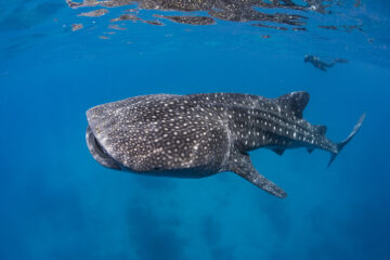 A medium size whale shark between 20 and 30 feet in length cruises just below the surface at Oslob, Philippines.