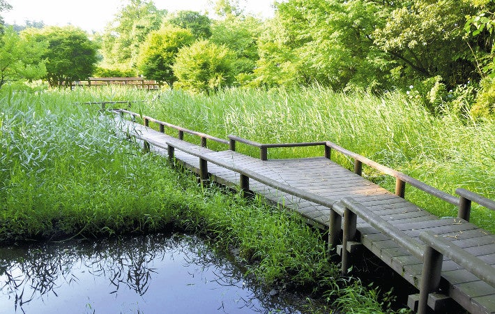 茨城県が「蛍谷」の木道周辺に水路や湿地を整備した（１１日、水戸市で）