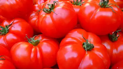 Опасные помидоры ввезли в Казахстан из Узбекистана и Туркменистана 