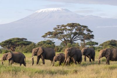 Kenya 2024 Safari