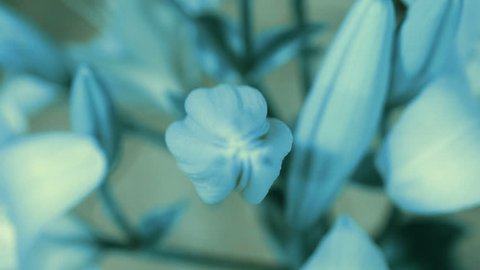 Blue Lily flower blooming, opening its blossom. Epic time lapse. Wonderful nature. Futuristic world 스톡 비디오