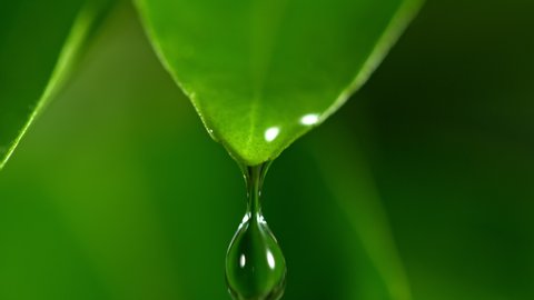 Super Slow Motion Shot of Droplet Falling from Fresh Green Leaf at 1000fps. 스톡 비디오