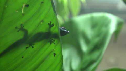 Elecrtic Blue Gecko, Lygodactylus williamsi, underside on leaf, Male, Critacally Endangered, 4K 스톡 비디오