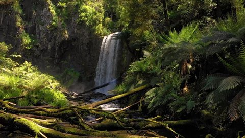 Waterfall in the rainforest, soft light on the tree ferns, Otway, Victoria, Australia 스톡 비디오
