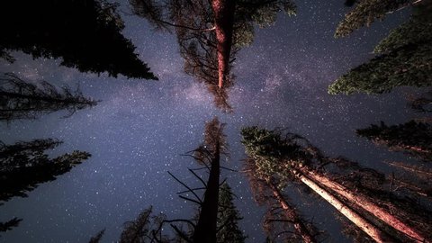 An overnight time lapse of a hammock view looking up as the milky way and stars pass across the trees in the night sky.   스톡 비디오
