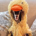 Anxious Goat Calms Down In Her Duck Costume