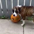 Sneaky Pittie Is Obsessed With Stealing Her Mom's Pumpkin