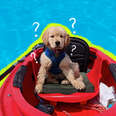 dog-friendly kayak